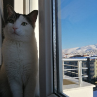 Tekir Kedi, Kedi  Odin fotoğrafı