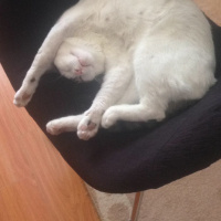 Tekir Kedi, Kedi  Odin fotoğrafı