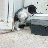 Tekir Kedi, Kedi  Odin fotoğrafı