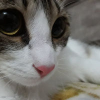 Tekir Kedi, Kedi  Mila ve Şila fotoğrafı