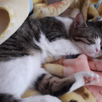Tekir Kedi, Kedi  Mila ve Şila fotoğrafı