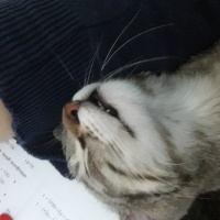 Tekir Kedi, Kedi  Mila ve Şila fotoğrafı