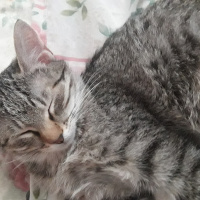 Tekir Kedi, Kedi  Mila ve Şila fotoğrafı