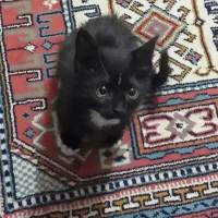 Tekir Kedi, Kedi  zeytin fotoğrafı