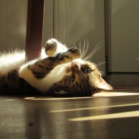 Tekir Kedi, Kedi  fındık fotoğrafı