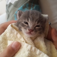 Soke, Kedi  Çakıl fotoğrafı