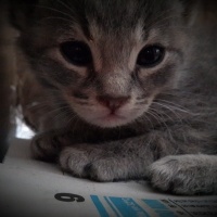 Soke, Kedi  Çakıl fotoğrafı