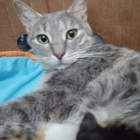 Tekir Kedi, Kedi  Balım fotoğrafı
