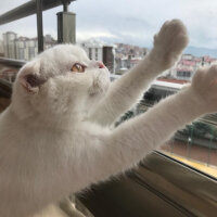 Scottish Fold, Kedi  Sakız fotoğrafı