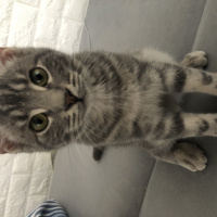 Bengal, Kedi  Duman fotoğrafı