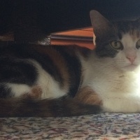 Tekir Kedi, Kedi  Miya fotoğrafı