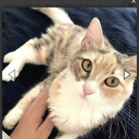 Tekir Kedi, Kedi  Çakıl fotoğrafı