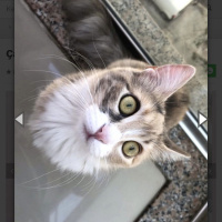 Tekir Kedi, Kedi  Çakıl fotoğrafı