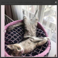Tekir Kedi, Kedi  Çakıl fotoğrafı