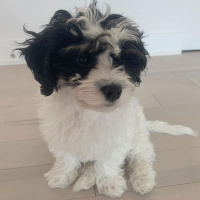 Maltese, Köpek  Seba fotoğrafı