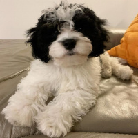 Maltese, Köpek  Seba fotoğrafı
