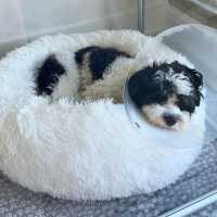Maltese, Köpek  Seba fotoğrafı