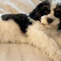 Maltese, Köpek  Seba fotoğrafı