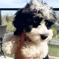 Maltese, Köpek  Seba fotoğrafı