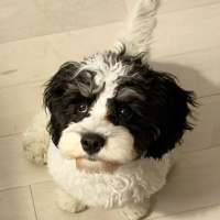 Maltese, Köpek  Seba fotoğrafı
