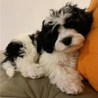 Maltese, Köpek  Seba fotoğrafı