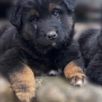 Kars Çoban Köpeği, Köpek  Alf fotoğrafı