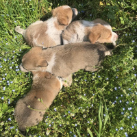 Dachshund (Sosis), Köpek  1 aylık kısabacak kırması 4 kardeş fotoğrafı