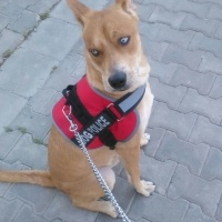 Staffordshire Bull Terrier, Köpek  Sky fotoğrafı