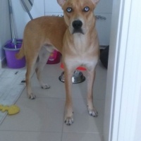 Staffordshire Bull Terrier, Köpek  Sky fotoğrafı