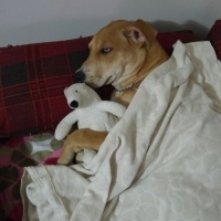 Staffordshire Bull Terrier, Köpek  Sky fotoğrafı