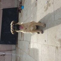 Kangal, Köpek  Zeyna fotoğrafı