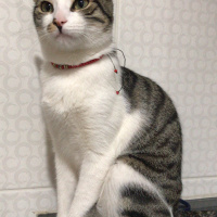 Tekir Kedi, Kedi  Miya fotoğrafı