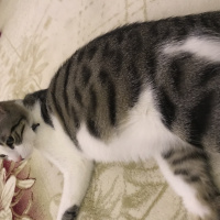 Tekir Kedi, Kedi  Miya fotoğrafı