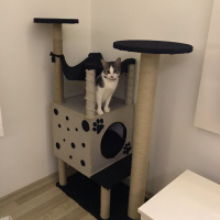 Tekir Kedi, Kedi  Miya fotoğrafı