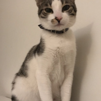 Tekir Kedi, Kedi  Miya fotoğrafı