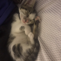 Tekir Kedi, Kedi  Miya fotoğrafı