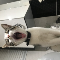 Tekir Kedi, Kedi  Miya fotoğrafı