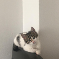 Tekir Kedi, Kedi  boncuk fotoğrafı