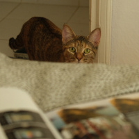 Tekir Kedi, Kedi  zeze fotoğrafı