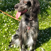İngiliz Setter, Köpek  Lisa fotoğrafı