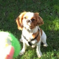 Cavalier King Charles Spanieli, Köpek  Fluffy fotoğrafı