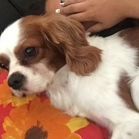 Cavalier King Charles Spanieli, Köpek  Fluffy fotoğrafı