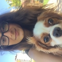 Cavalier King Charles Spanieli, Köpek  Fluffy fotoğrafı