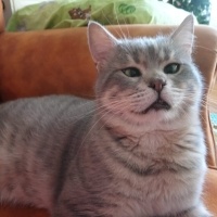 Tekir Kedi, Kedi  pirinç fotoğrafı