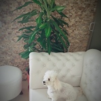 Maltese, Köpek  cookie  fotoğrafı