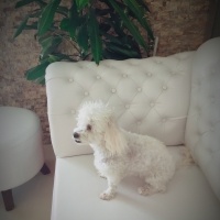 Maltese, Köpek  cookie  fotoğrafı