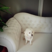 Maltese, Köpek  cookie  fotoğrafı