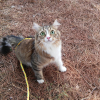 Maine Coon, Kedi  Paçoz fotoğrafı