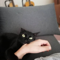 Tekir Kedi, Kedi  Hüsnü fotoğrafı