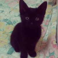 Tekir Kedi, Kedi  Hüsnü fotoğrafı